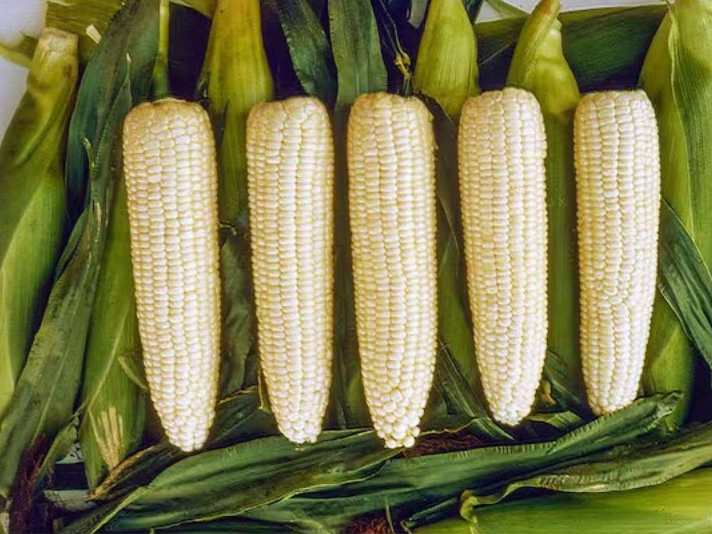Sweet Corn Seeds Hybrid Silver Queen Vegetable Seeds for Garden Planting, 50 Seeds