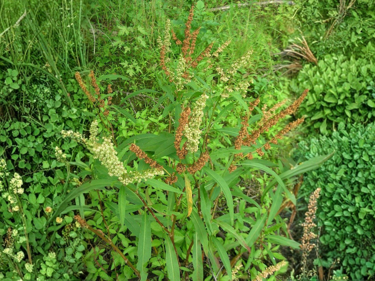 Pale Dock Seeds | Native Perennial Wildflower for Wetlands & Meadows | Rumex altissimus | 100 Seeds