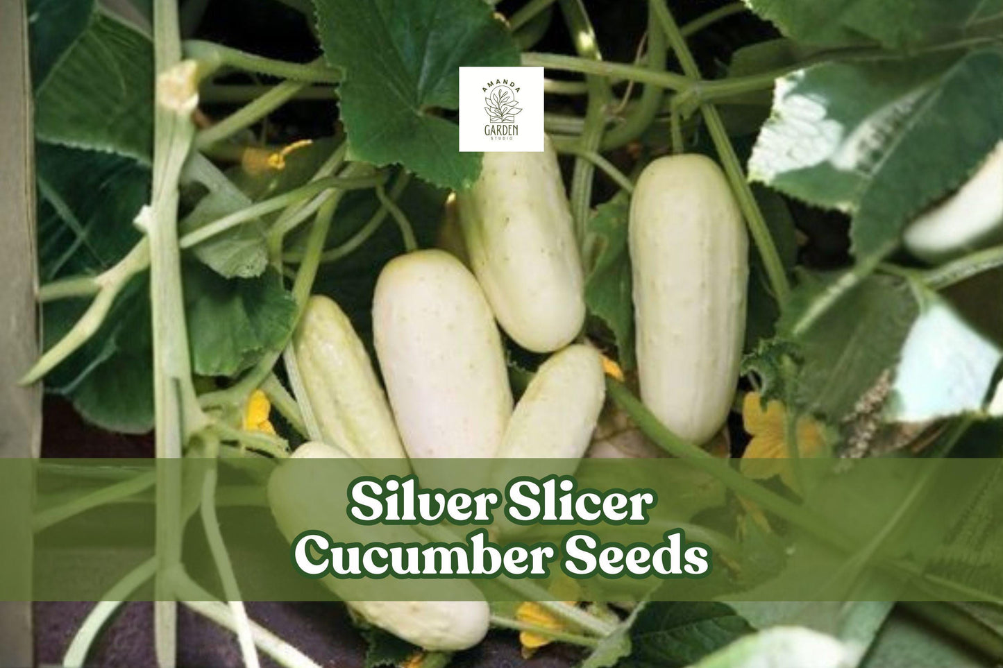 50 Silver Slicer Cucumber Seeds | Marketmore Cucumis sativus for Garden & Container Growing