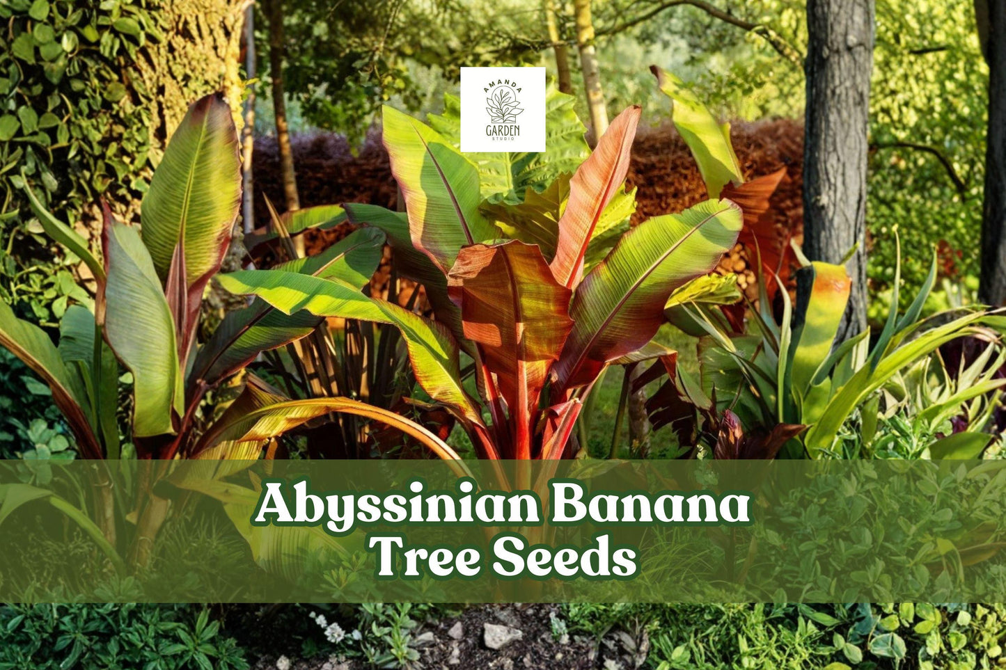 Abyssinian Banana Tree Seeds – Tropical Ornamental Plant, Ensete ventricosum, Large Foliage, Container or Garden Growing