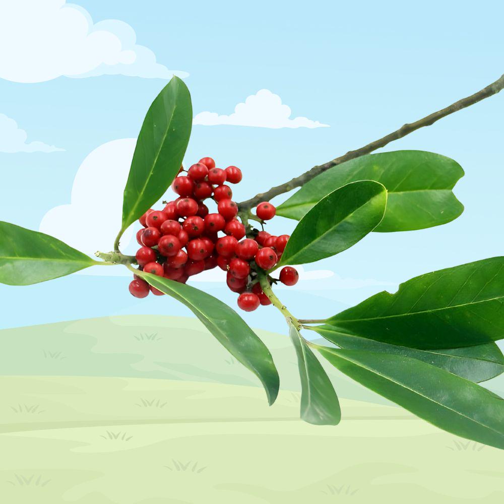 Yerba Mate Starter Plant, 5-7 Inch Live Rooted Herb for Tea Garden or Container, Ilex paraguariensis
