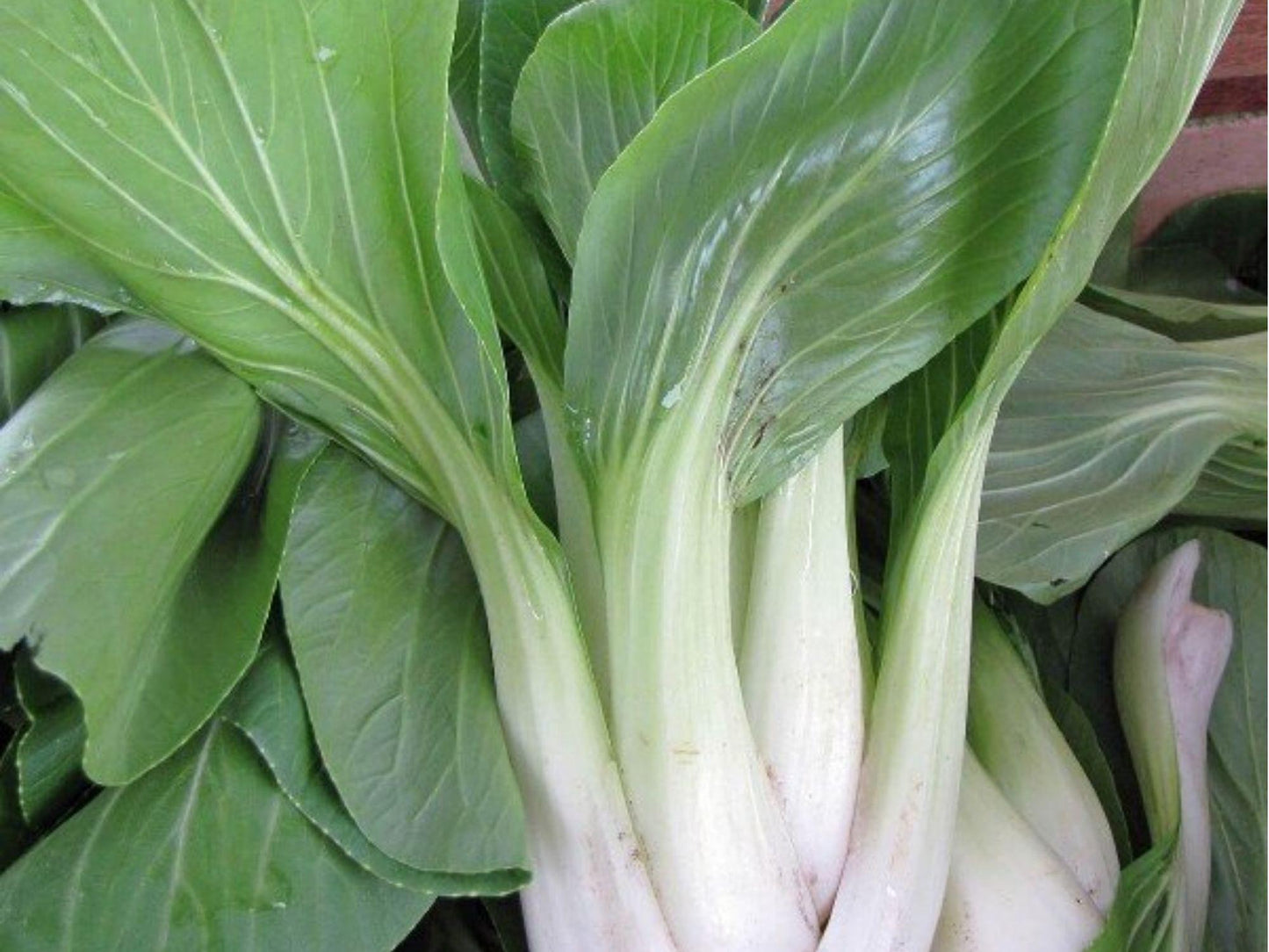 Bok Choy Seeds – 500 Non-GMO Asian Vegetable Seeds, Pak Choi Taisai, Chinese Cabbage, Edible Greens for Garden, Microgreens