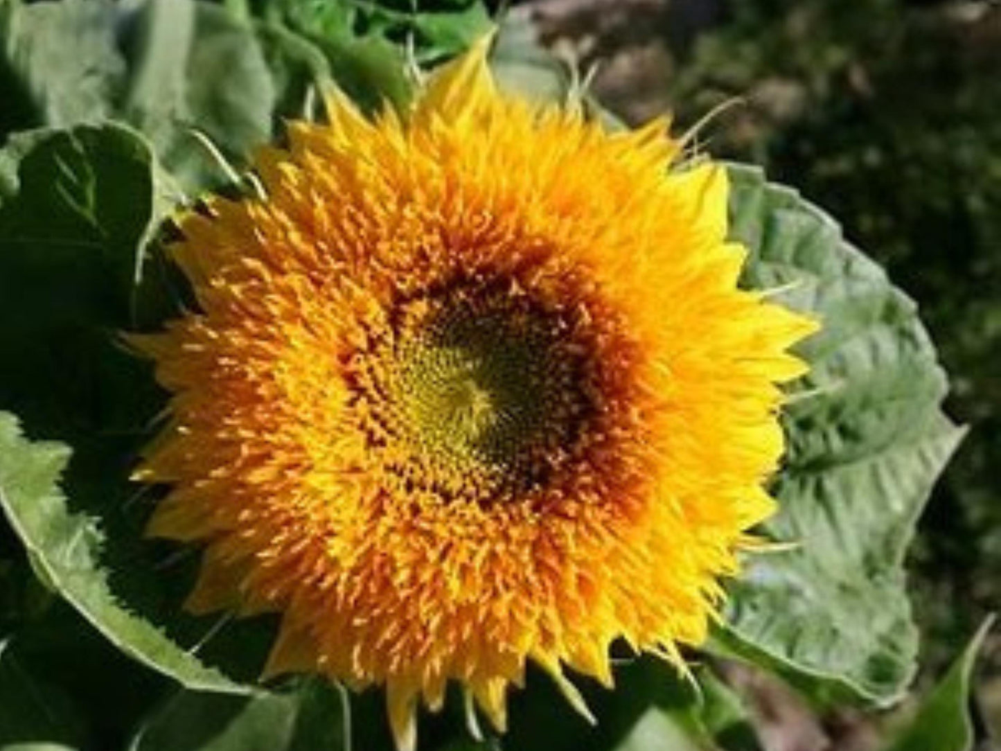 Teddy Bear Sunflower Seeds | Dwarf Sungold | Double Fluffy Blooms | Container Friendly | Helianthus annuus