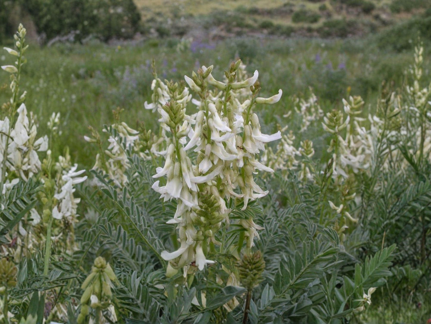 Astragalus drummondii Woolly Milkvetch Seeds – Native Perennial Legume for Prairie Gardens & Restoration