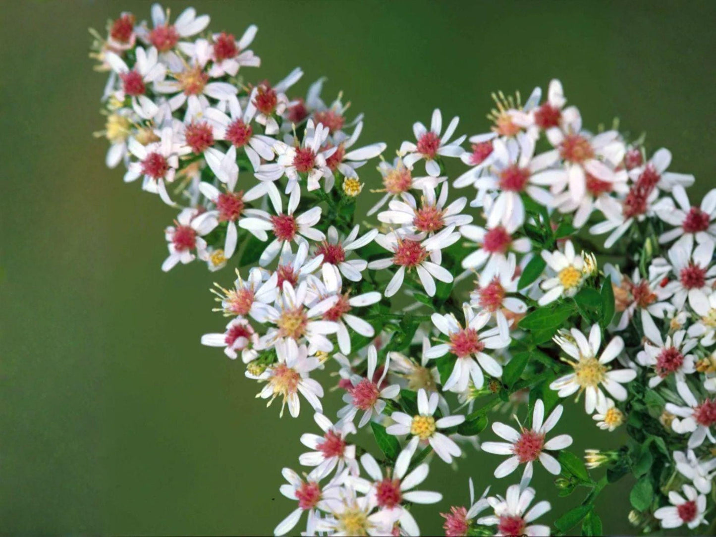 Symphyotrichum lateriflorum Seeds (100) – Calico Aster Native Perennial Wildflower for Pollinator Gardens