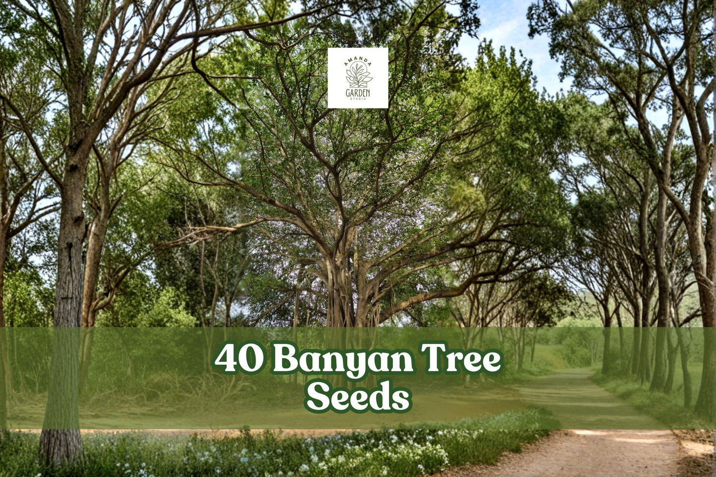 40 Banyan Tree Seeds Ficus benghalensis Tropical Ornamental Planting Seeds for Landscape & Container Growth
