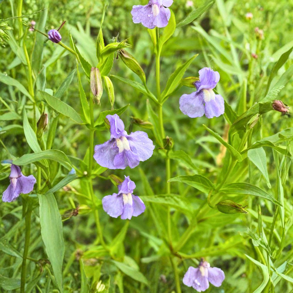 Monkey Flower Seeds 5000 | Mimulus ringens | Native Wetland Wildflower | Blue-Violet Flowers