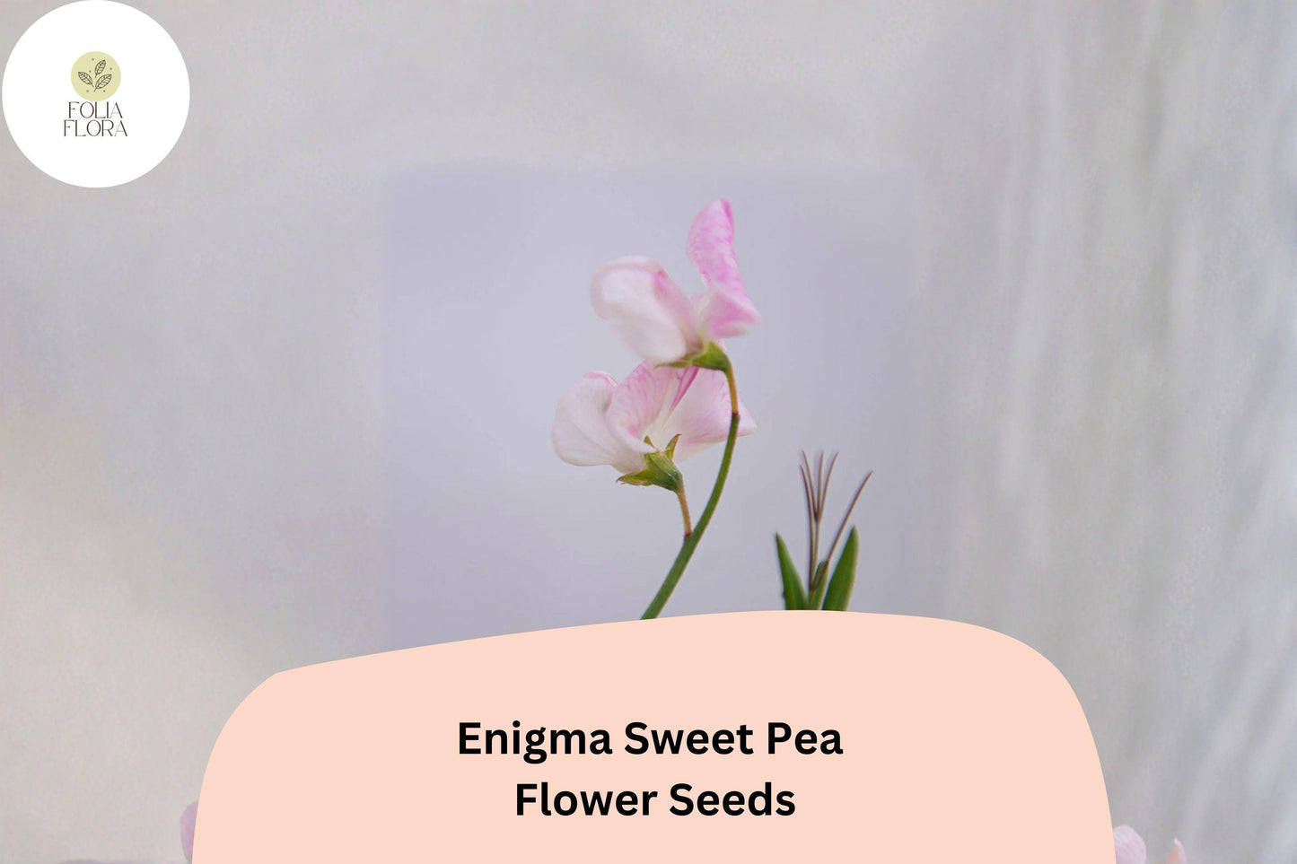 Enigma Sweet Pea Seeds | Pink Climbing Vine for Gardens | Lathyrus odoratus Annual Flowering Plant (50+ Seeds)
