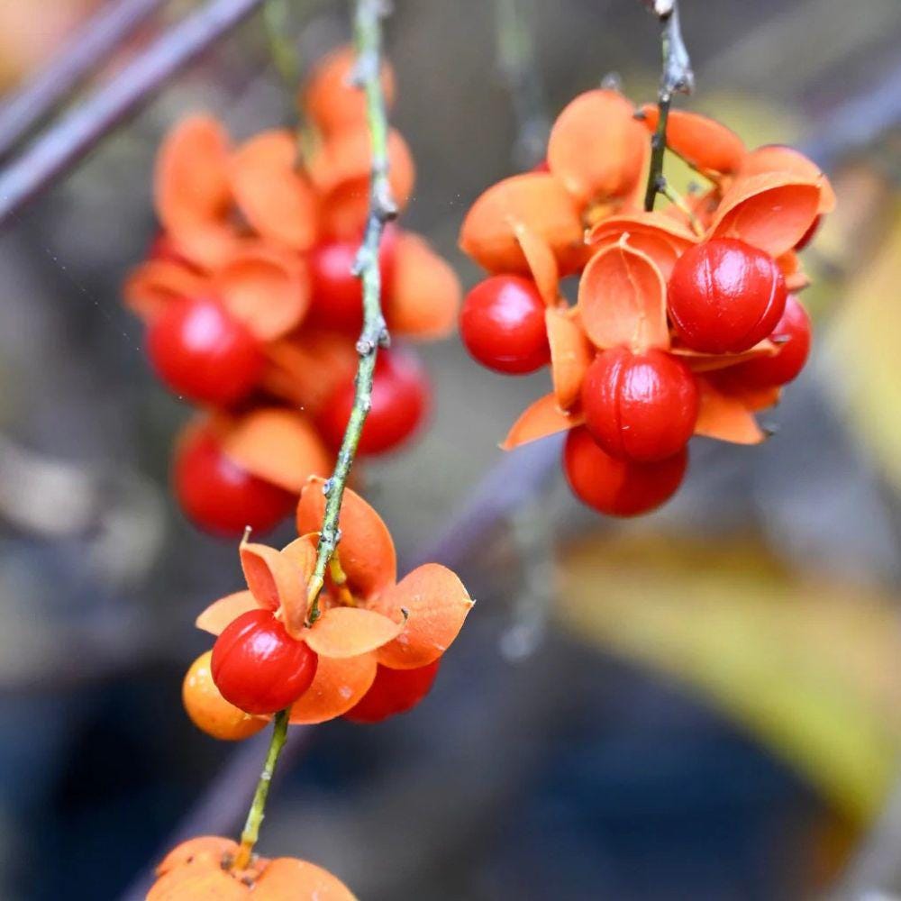 American Bittersweet Seeds 30 Pack | Native Climbing Vine for Trellis, Fence & Wildlife Gardens | Celastrus scandens