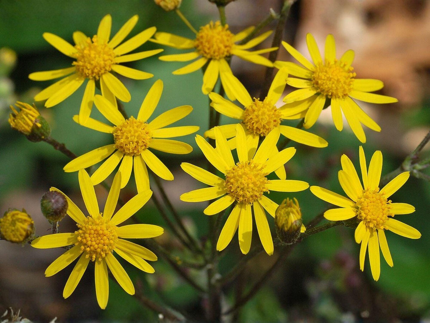 Packera aurea Golden Ragwort Seeds – 75 Native Wildflower Seeds for Pollinator Gardens, Perennial, Bright Yellow Blooms
