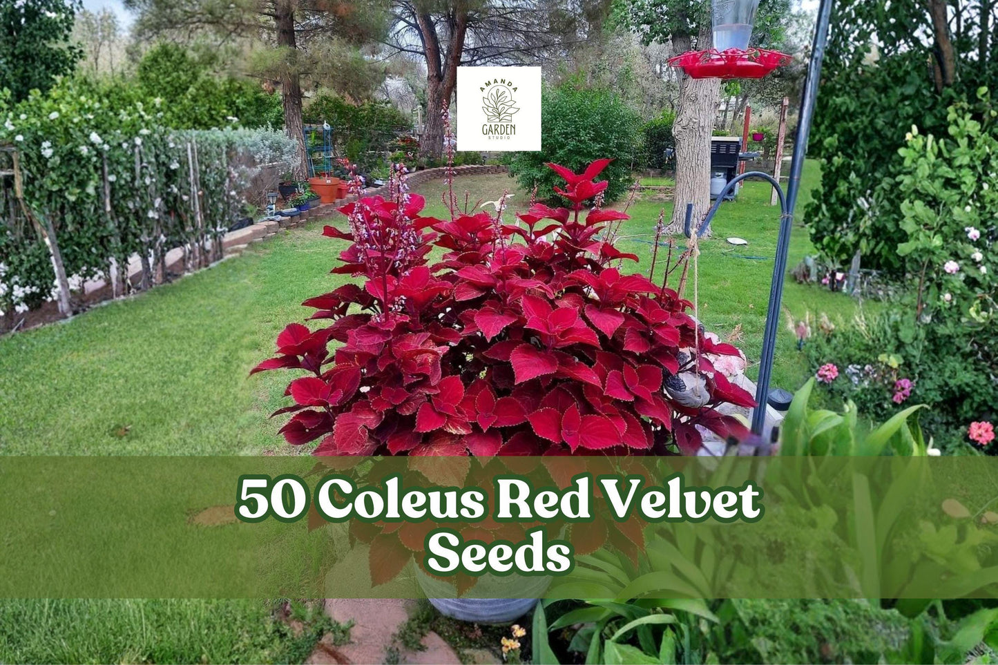 50 Coleus ‘Red Velvet’ Seeds for Ornamental Foliage Garden, Coleus scutellarioides, Deep Red Leaves