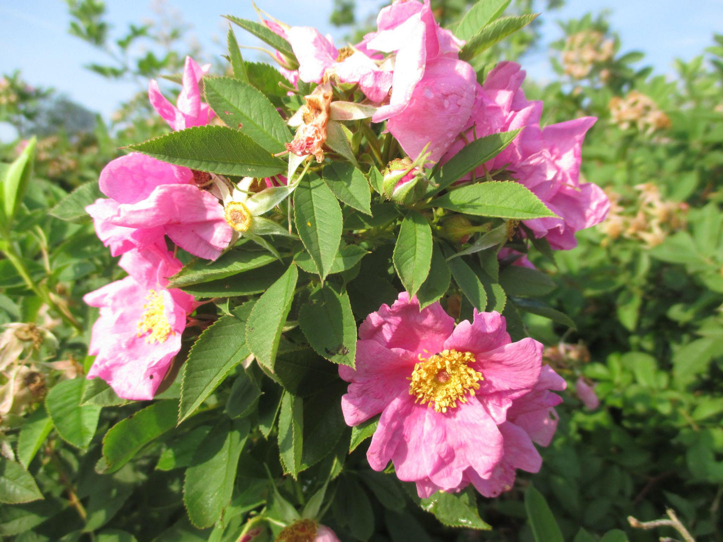 Swamp Rose Seeds – Rosa palustris Native Wetland Pollinator Plant for Rain Gardens & Wildlife Habitats, 30 Viable Seeds