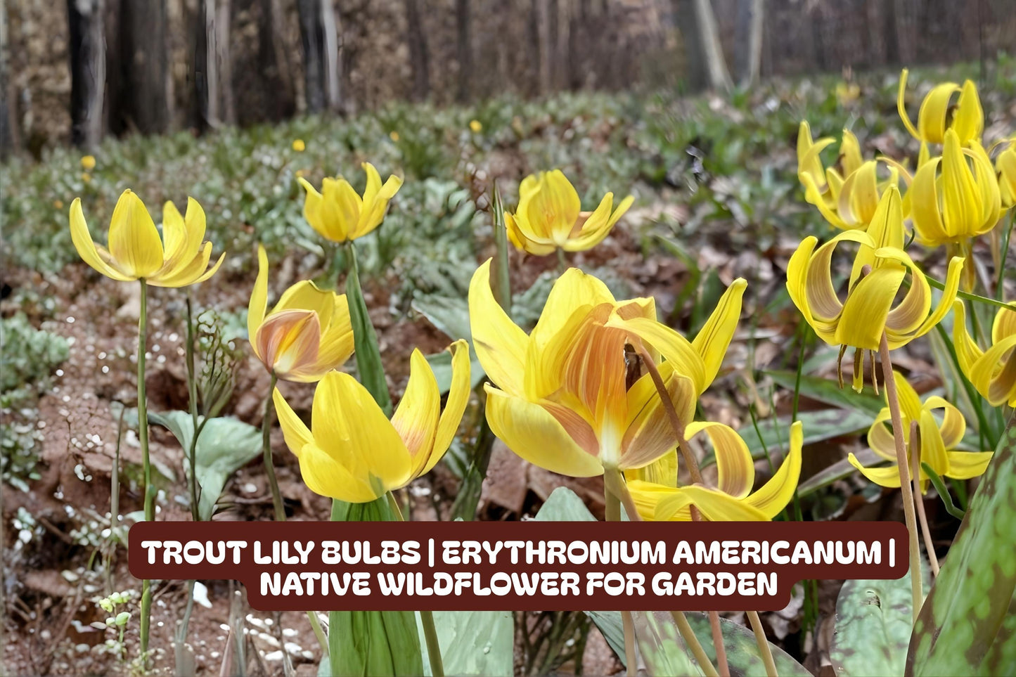 Foamflower Bare-Root Plants Tiarella cordifolia Native Ground Cover for Shade Gardens, Perennial, Low Maintenance