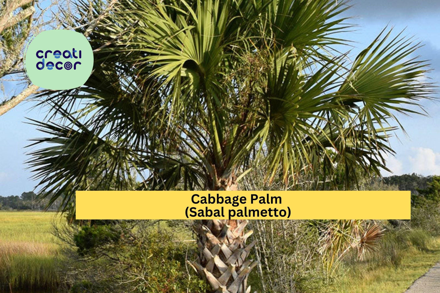 Cabbage Palm Seeds Sabal palmetto – 5 Non-GMO Drought-Tolerant Coastal Palmetto Seeds for Landscaping