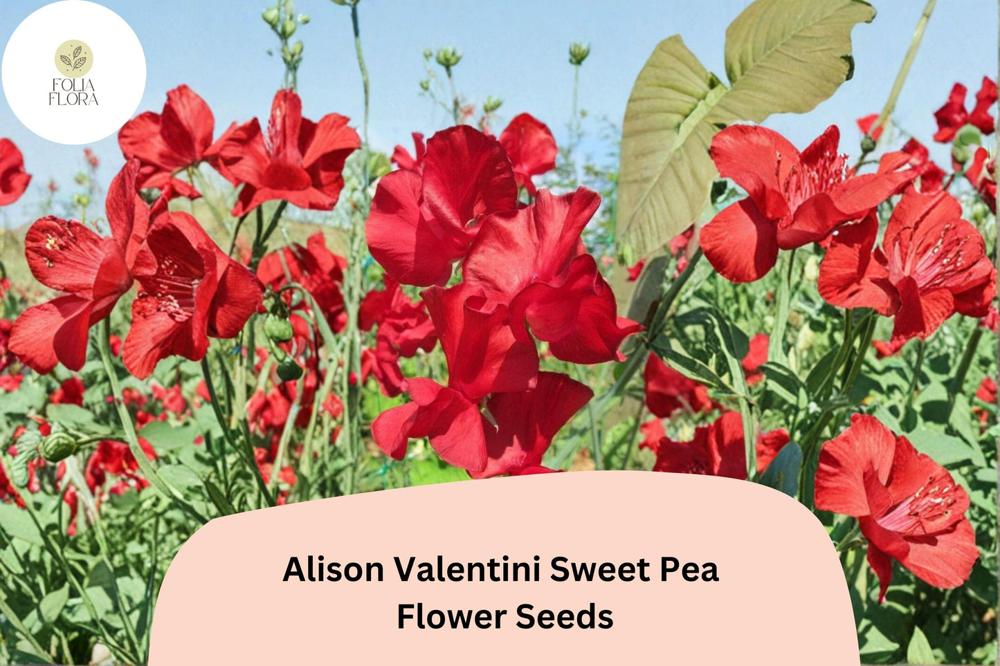 Alison Valentini Sweet Pea Seeds – Fragrant Pink Climbing Flower Vine, Lathyrus odoratus, 50+ Seeds for Garden Trellises & Borders