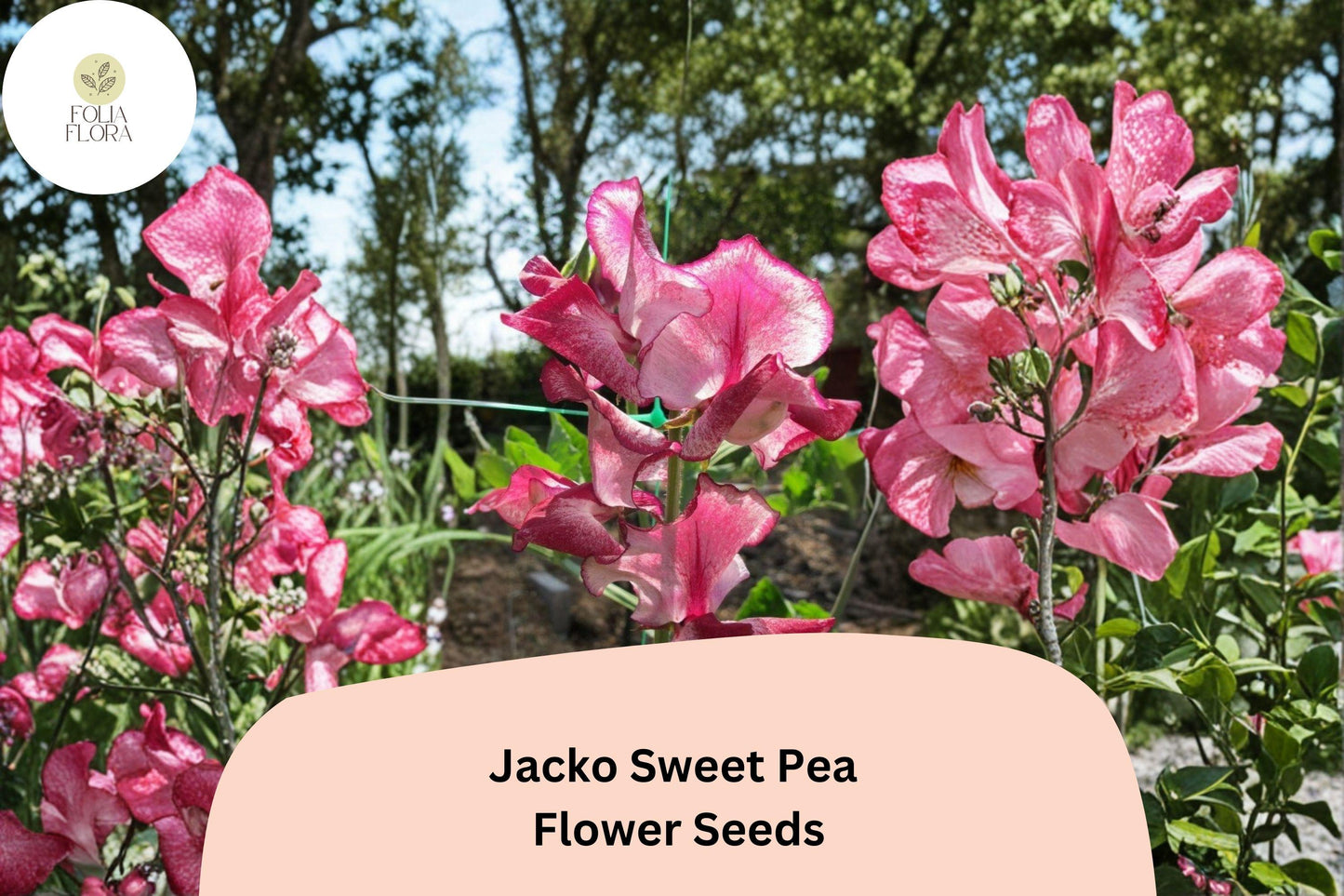 Jacko Sweet Pea Seeds | Lathyrus odoratus Red Climbing Vine for Gardens, Fences & Trellises (50+ Seeds)
