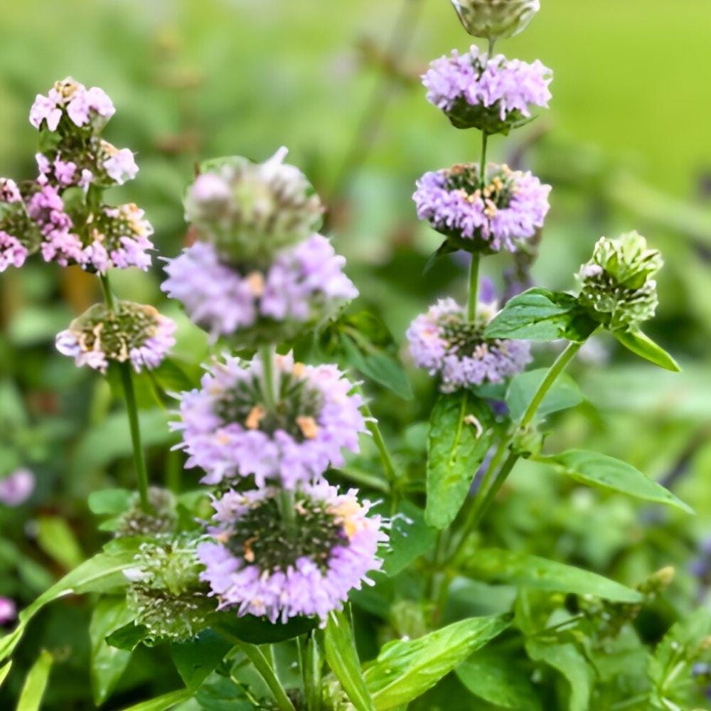 Blephilia ciliata Ohio Horsemint Seeds 300ct Native Perennial Pollinator Plant for Gardens & Containers