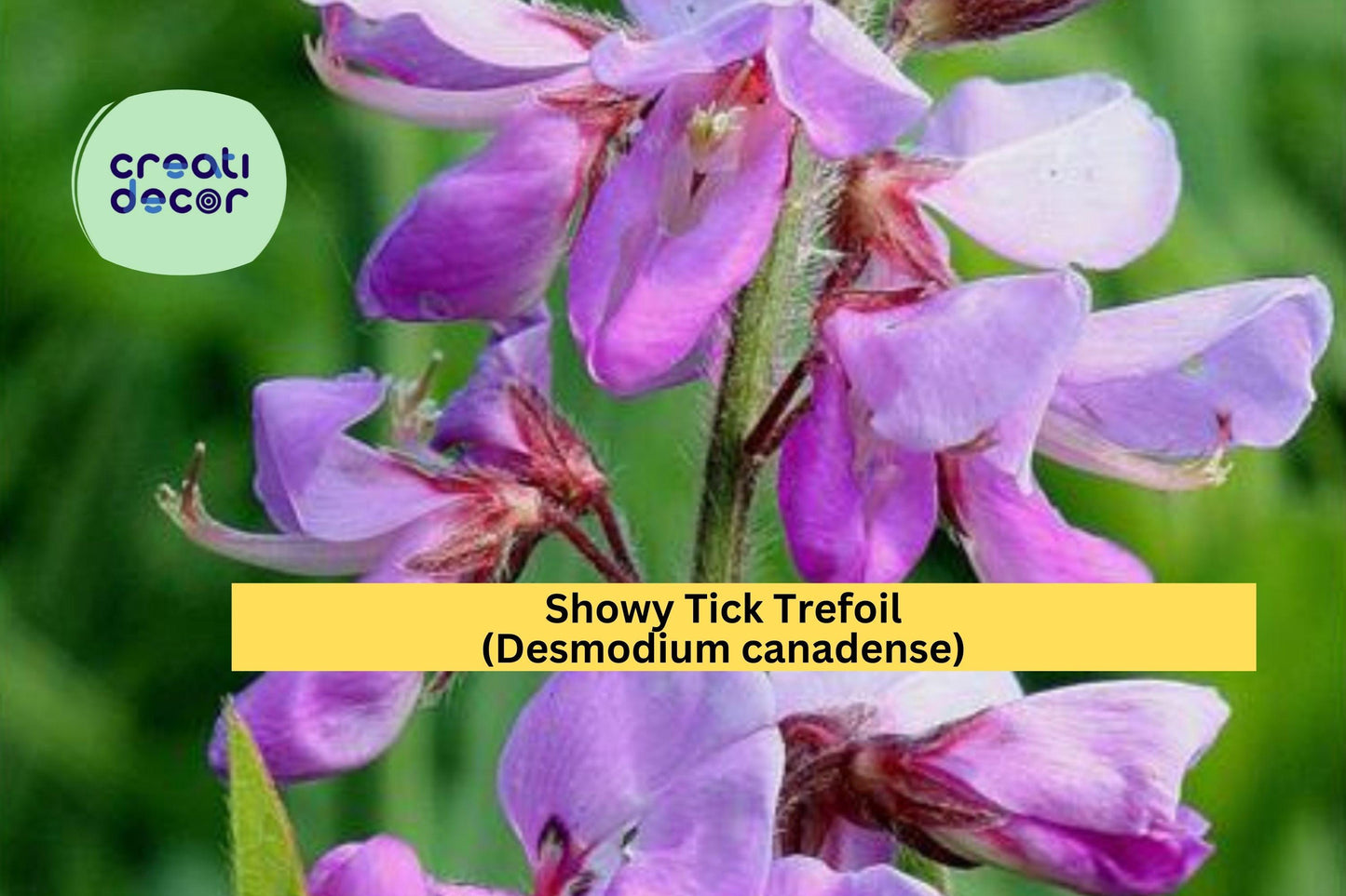 Showy Tick Trefoil Seeds – 25 Native Legume Seeds for Pollinator Gardens, Prairie Restoration, Soil Improvement | Desmodium canadense
