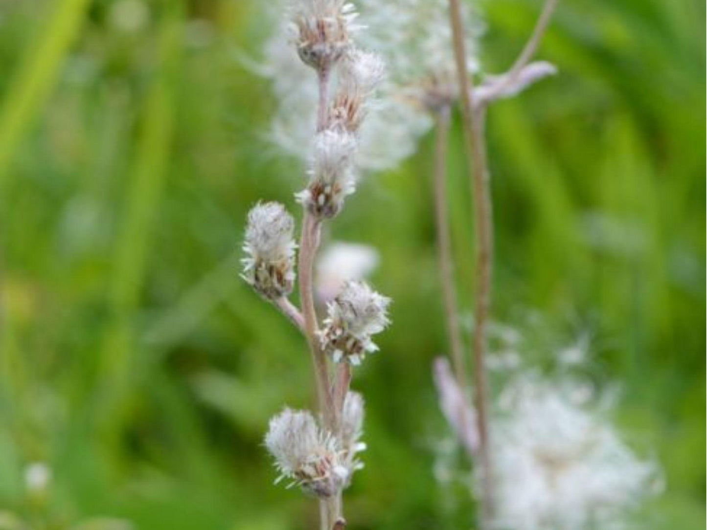 Prairie Pussytoes Seeds – Native Groundcover, Drought-Tolerant, Butterfly Host Plant, Antennaria neglecta, 100 Seeds
