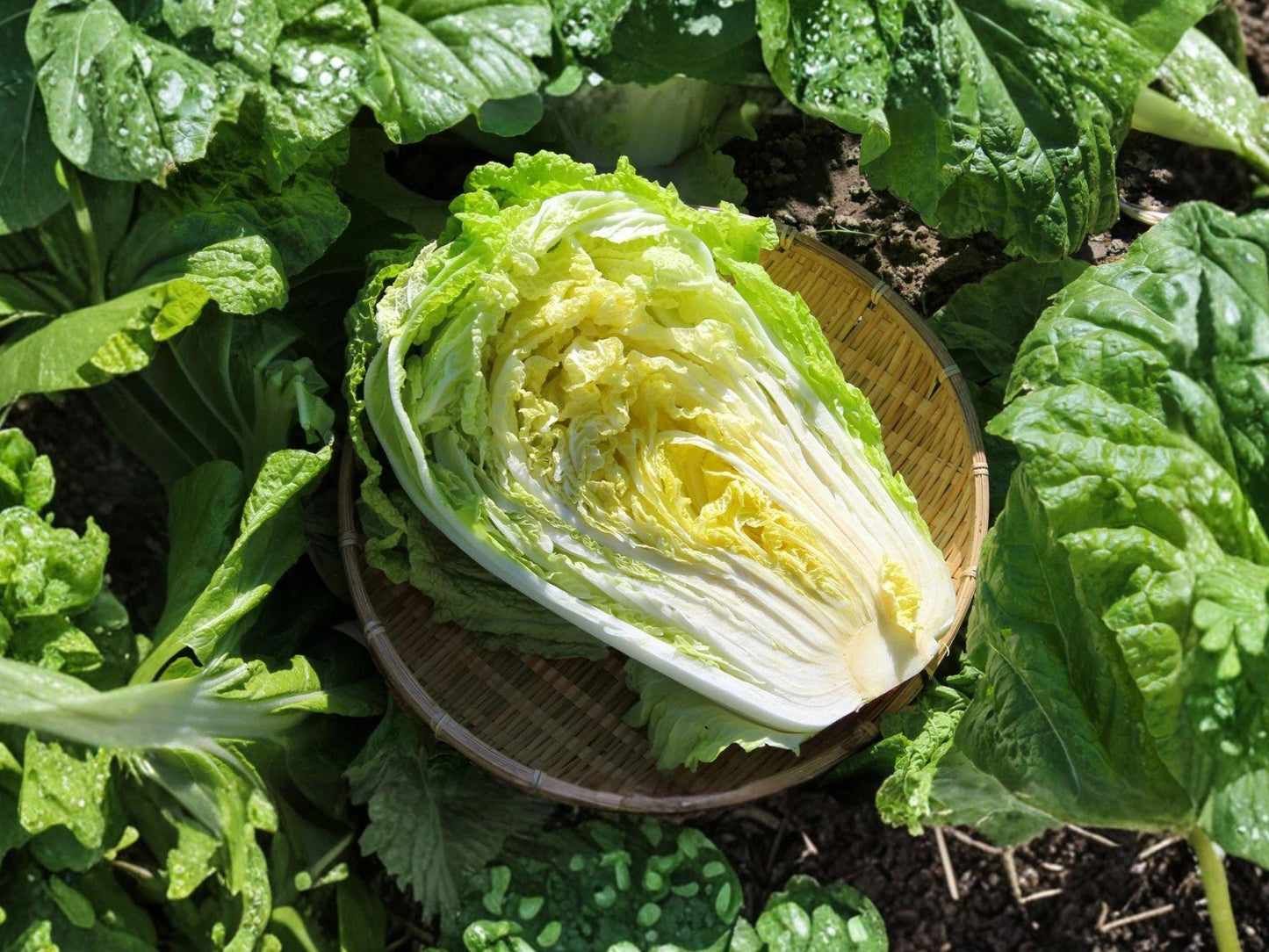 Chinese Cabbage Kogane Seeds | Napa-Type Asian Vegetable | Sweet & Crisp | 300 Seeds