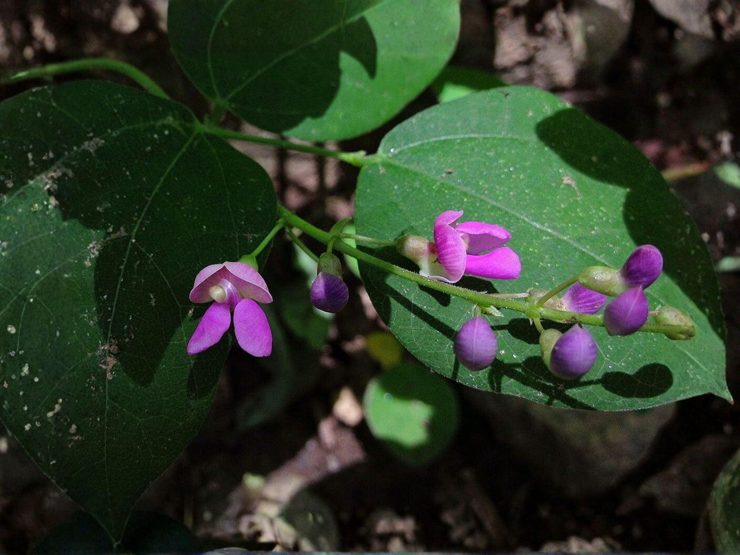 Wild Kidney Bean Vine Seeds | Native Climbing Plant | Pink to Purple Flowers | Phaseolus polystachios (5 Seeds)