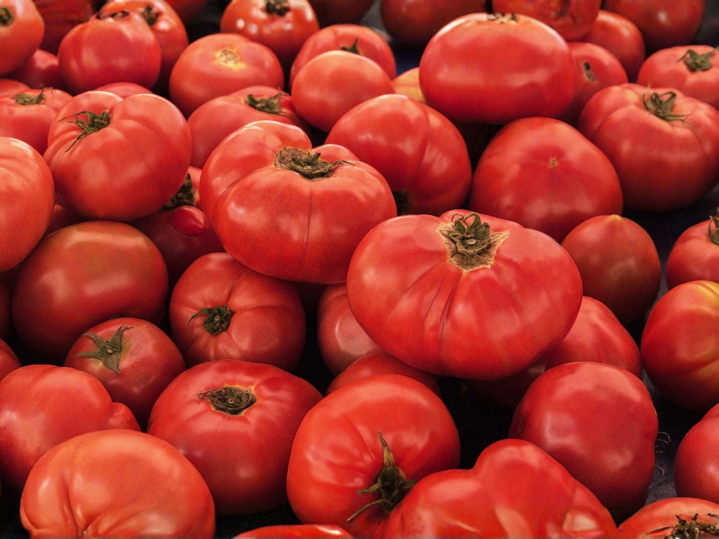 Tomato VR Moscow Seeds – Heirloom Cold Hardy Vegetable Seeds for Short Season Gardens