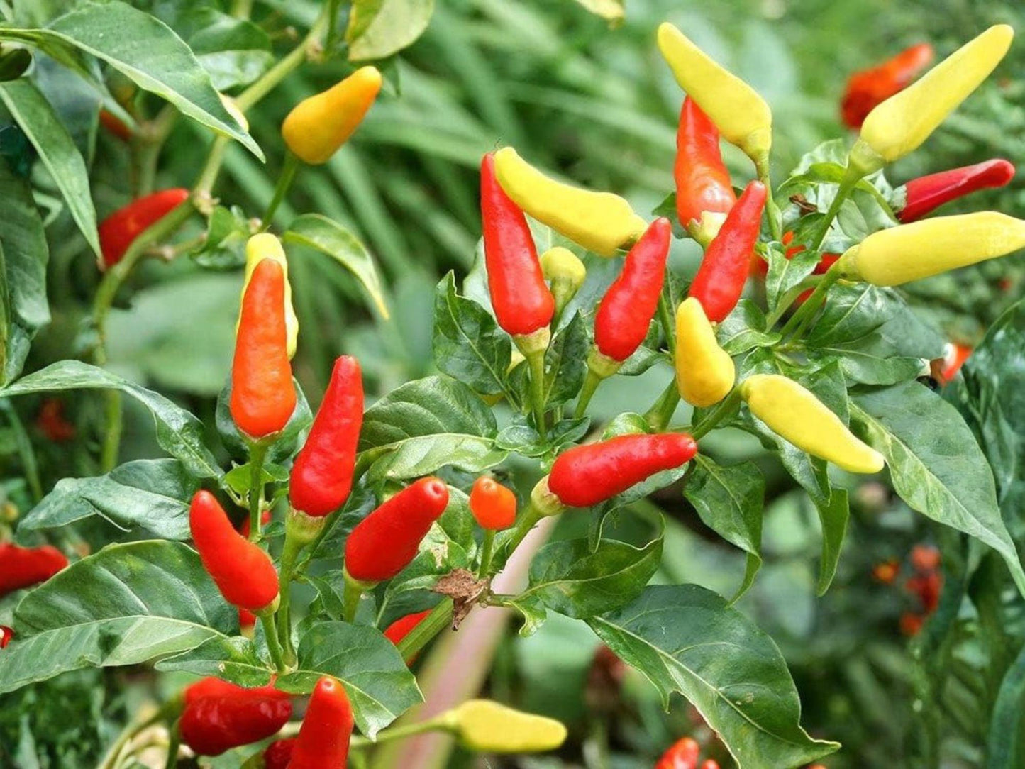 Tabasco Pepper Seeds - 25 Heirloom Hot Chili Seeds for Sauce, Fermentation & Fresh Use, Capsicum frutescens
