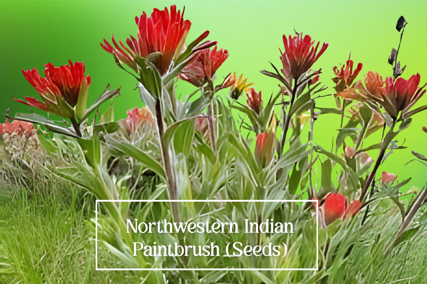 Northwestern Indian Paintbrush Seeds – Castilleja hispida – Native Wildflower for Pollinators, Drought Tolerant, Perennial, 100 Seeds