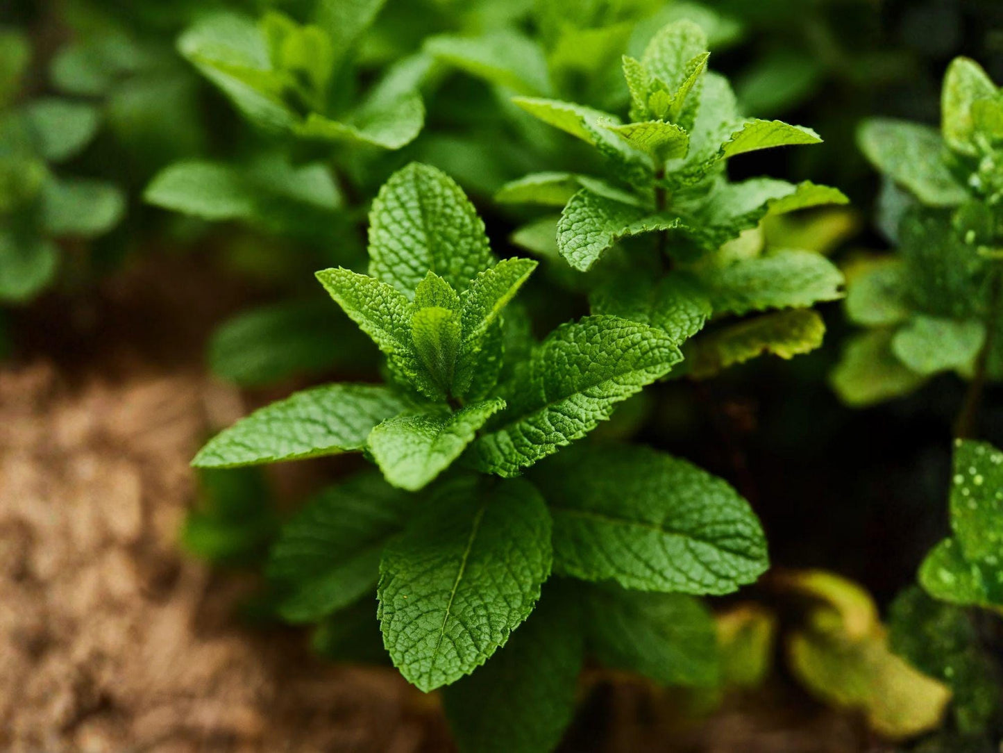 Spearmint Herb Seeds, 100 Pack, Aromatic Culinary Mint, Mentha spicata, Perennial Herb for Tea, Cooking & Fresh Use