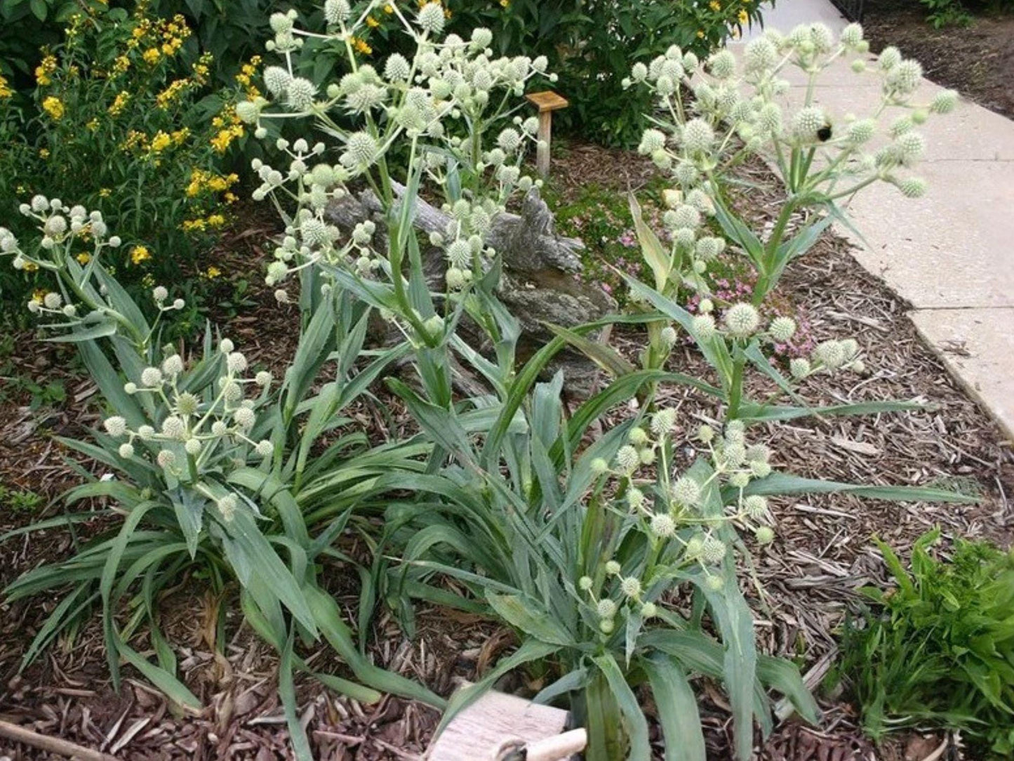 Eryngium yuccifolium Seeds | Rattlesnake Master Native Prairie Wildflower | Perennial Pollinator Plant