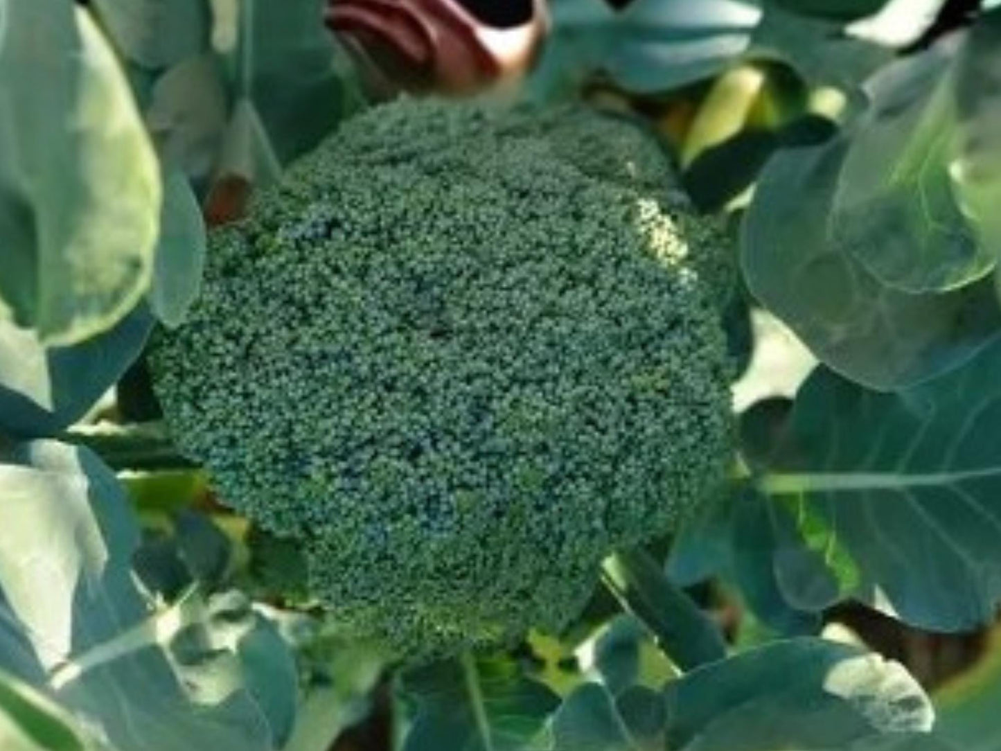 Di Cicco Broccoli Seeds - Heirloom Sprouting, Cut & Come Again, Italian Variety, 500 Seeds