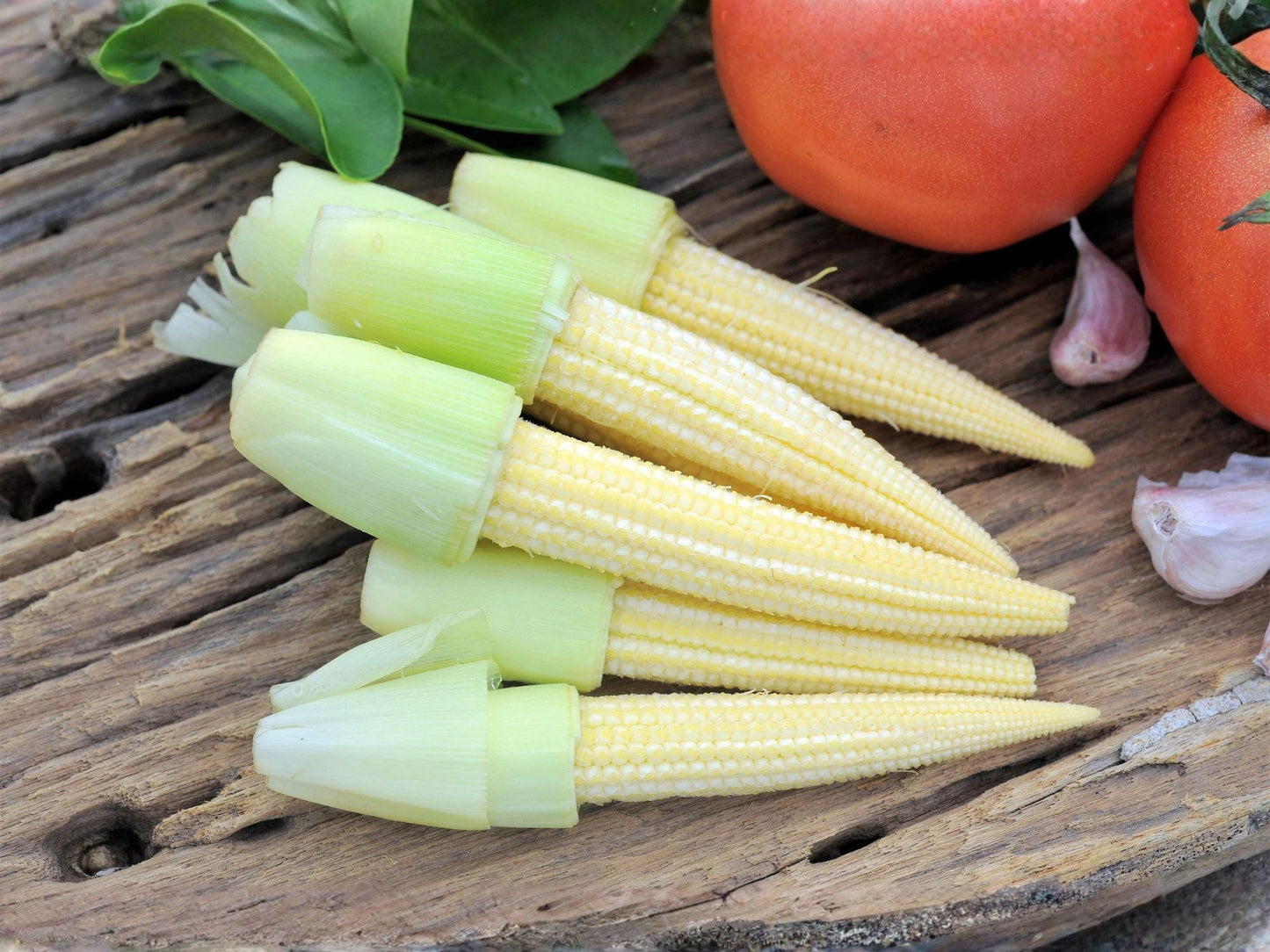Japanese Hulless White Popcorn Seeds – Dual-Purpose Baby Corn & Popcorn Variety, White Kernels, Open-Pollinated, 50 Seeds