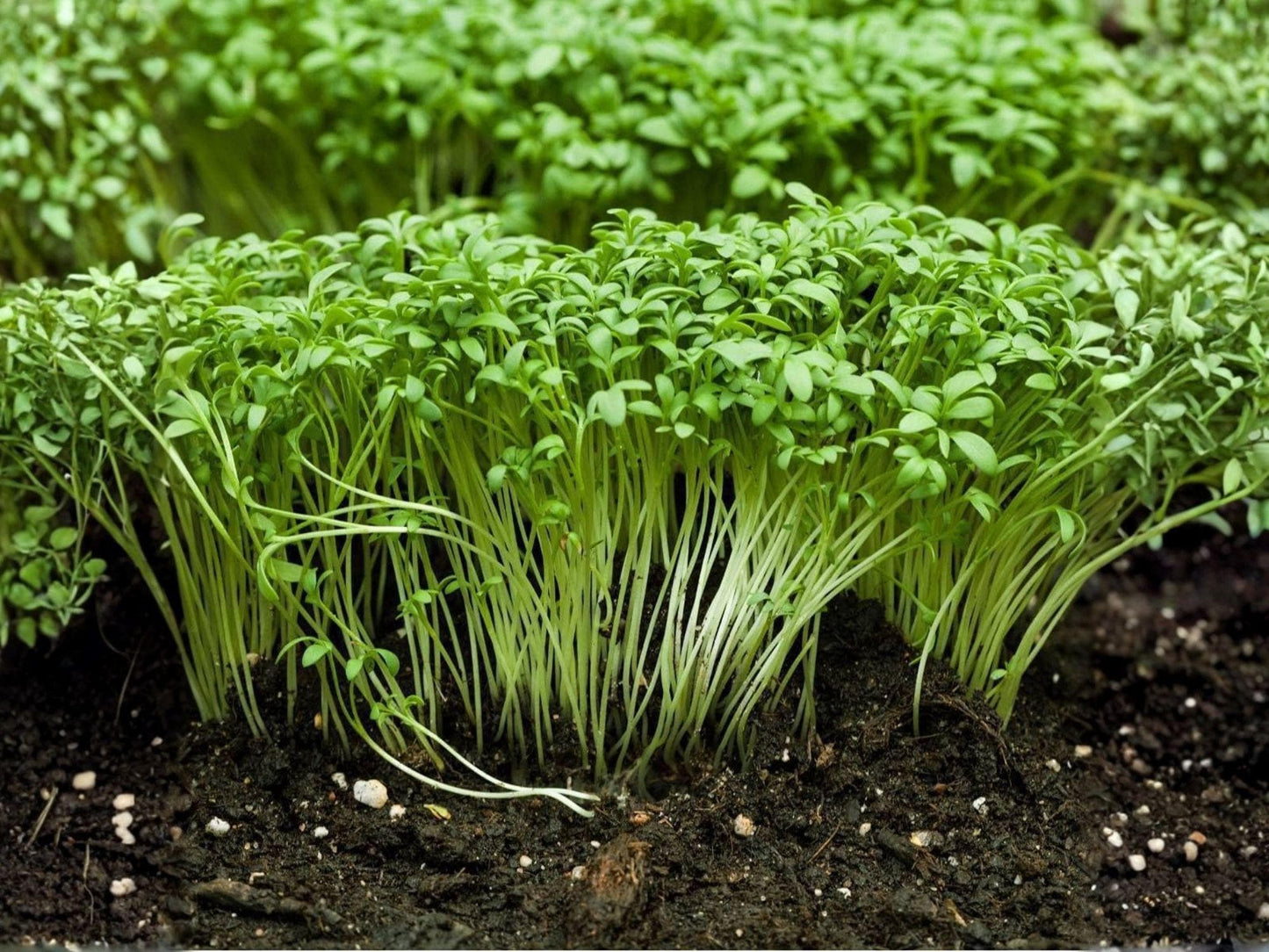 Curled Garden Cress Seeds – Microgreens & Baby Greens – Pepper Cress – Fast-Growing, Leafy Green, Open-Pollinated, 1,000 Seeds