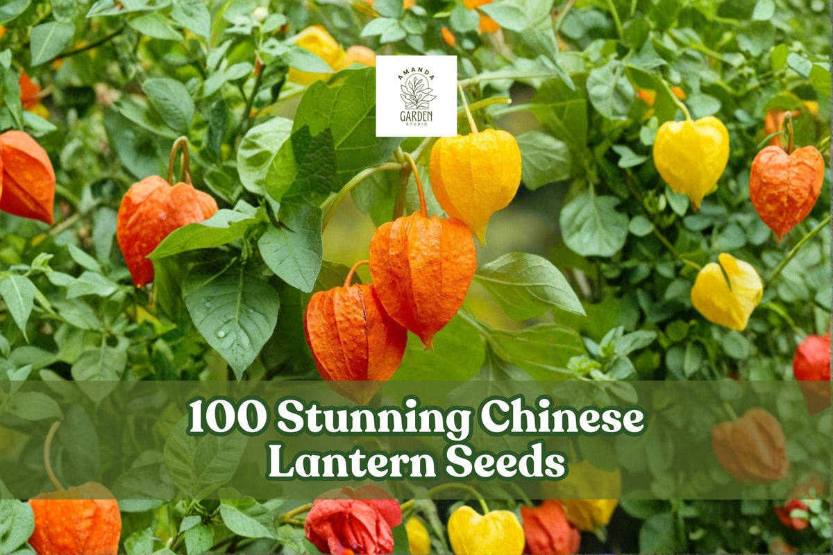100 Chinese Lantern Seeds Physalis alkekengi Ornamental Flowering Plant for Garden & Dried Arrangements