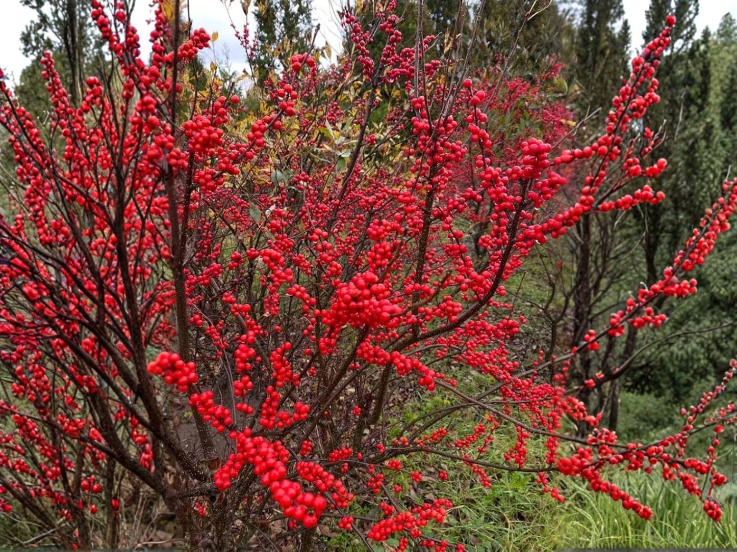 Ilex verticillata Seeds – Winterberry Holly Tree – 25 Seeds for Native Landscaping & Wildlife Gardens