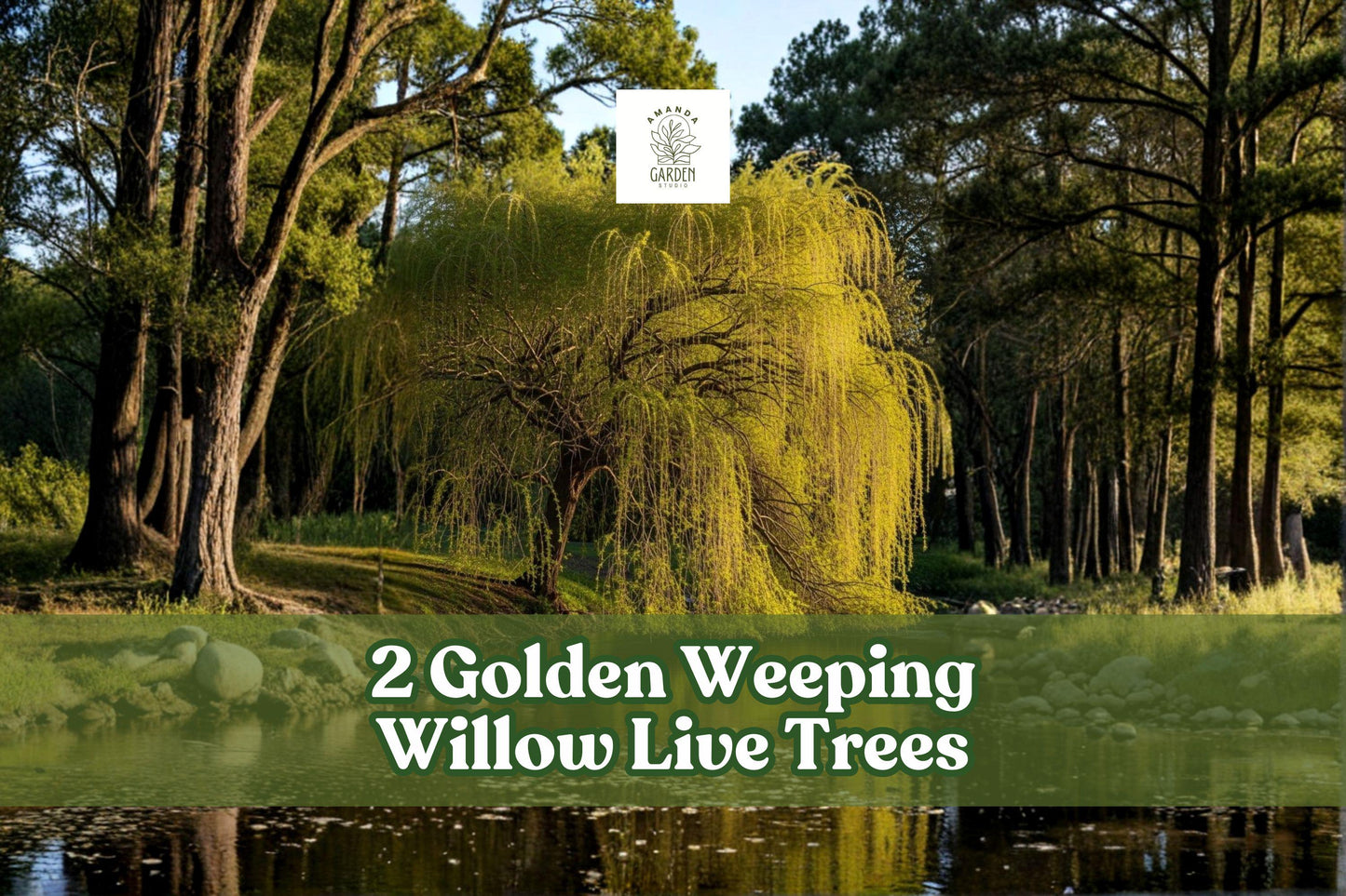 Golden Weeping Willow Live Trees, Ornamental Landscape, Salix species, 2 Pack