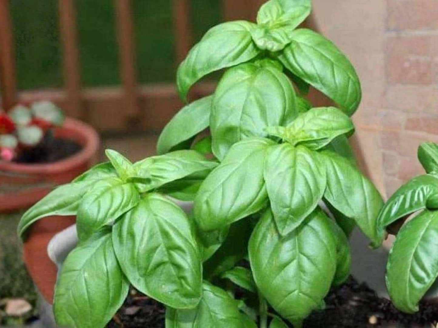 Genovese Basil Seeds – Classic Italian Herb for Pesto, Culinary Use, 500 Seeds