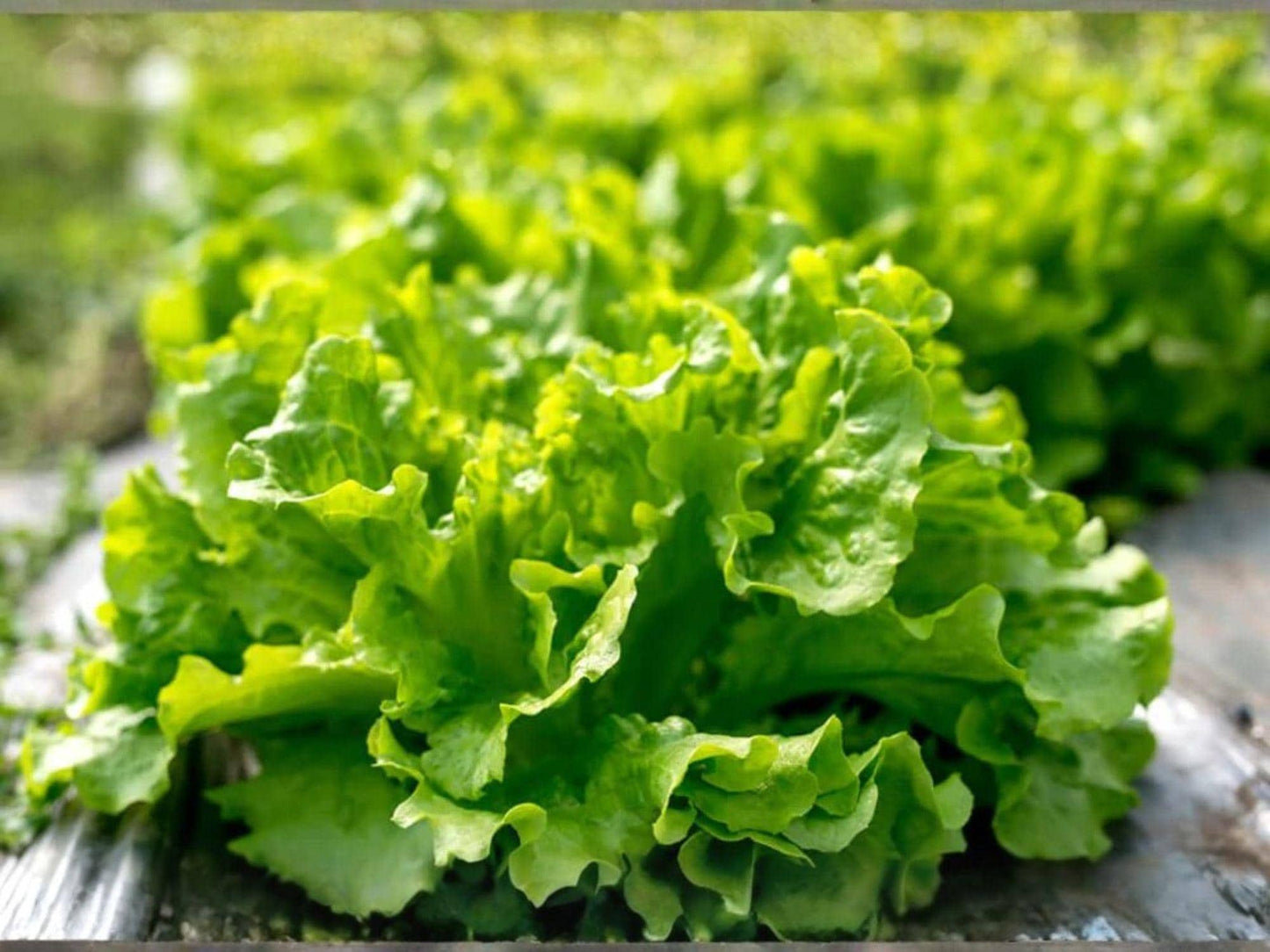 Black Seeded Simpson Lettuce Seeds – Heirloom Leaf, Fast Growing, Open-Pollinated, Salad Greens, Home Garden