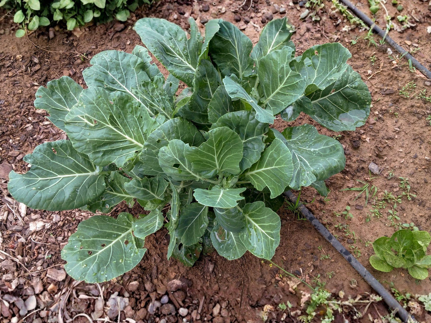Collards Seeds Champion Variety | Garden Leafy Green Vegetable | 500 Seeds for Home Gardens