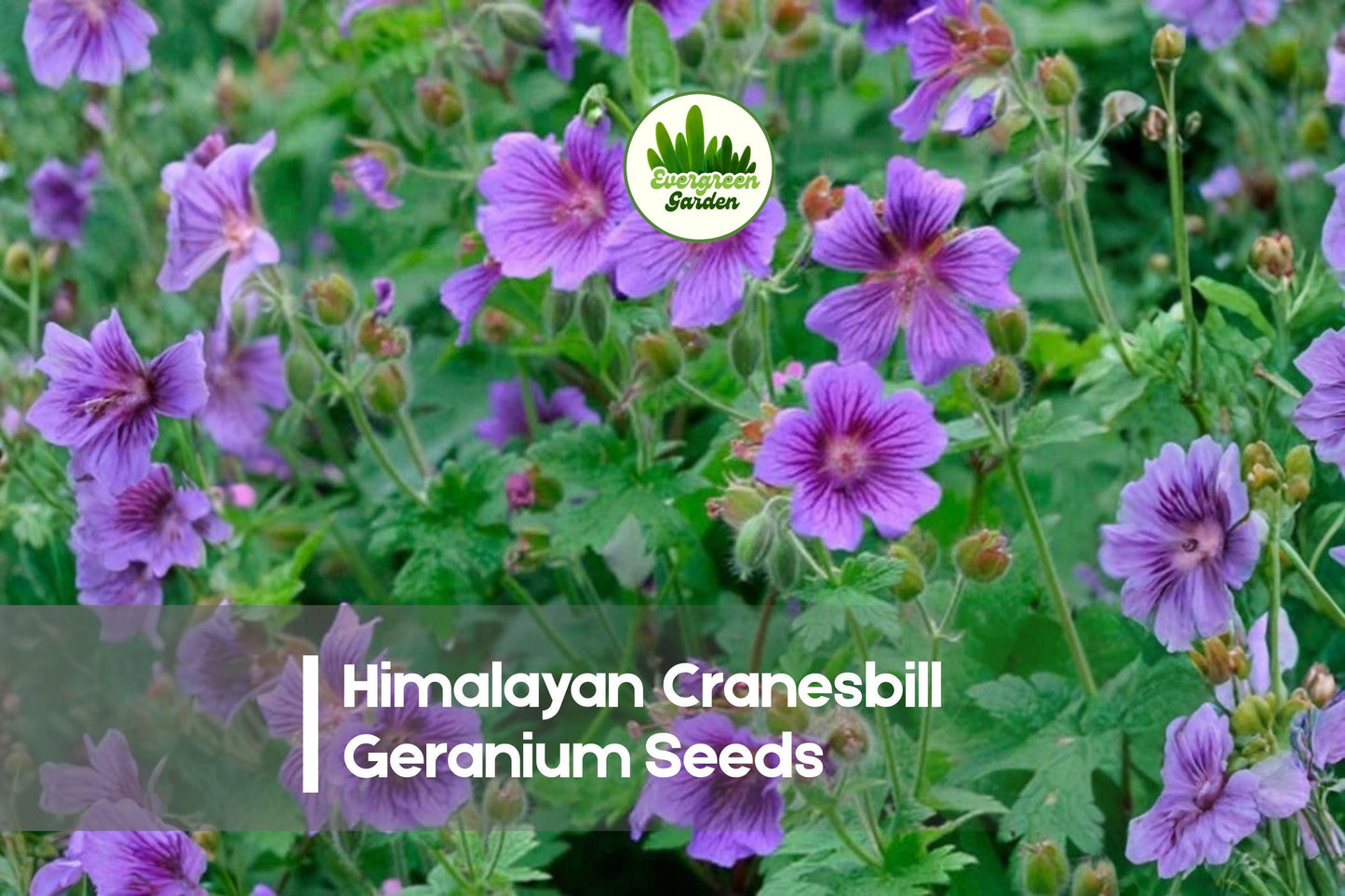 Himalayan Cranesbill Geranium Seeds – Blue-Purple Perennial Flower for Borders, Rock Gardens, and Cottage Gardens