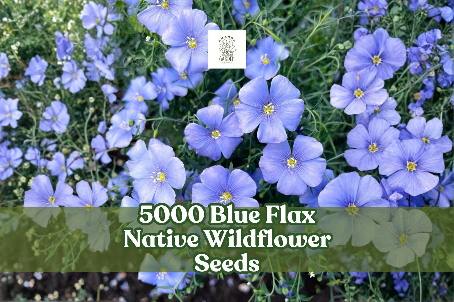Blue Flax Wildflower Seeds – 5000 Linum perenne Pollinator Meadow, Ornamental & Habitat Planting