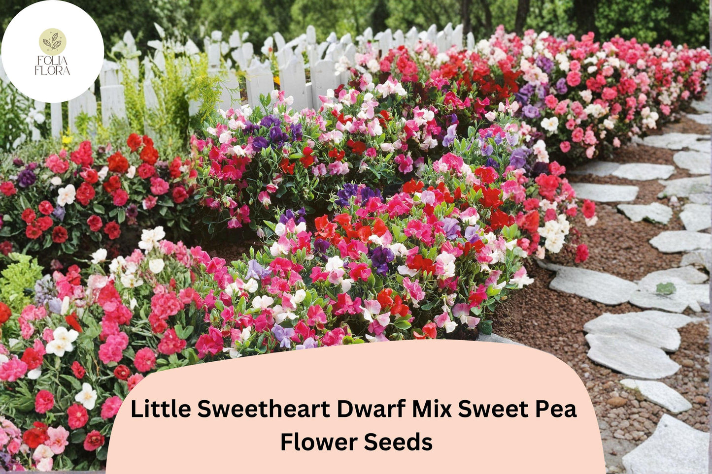 Little Sweetheart Dwarf Mix Sweet Pea Seeds | Lathyrus odoratus | Compact Annual Flowers in Mixed Colors for Containers & Borders