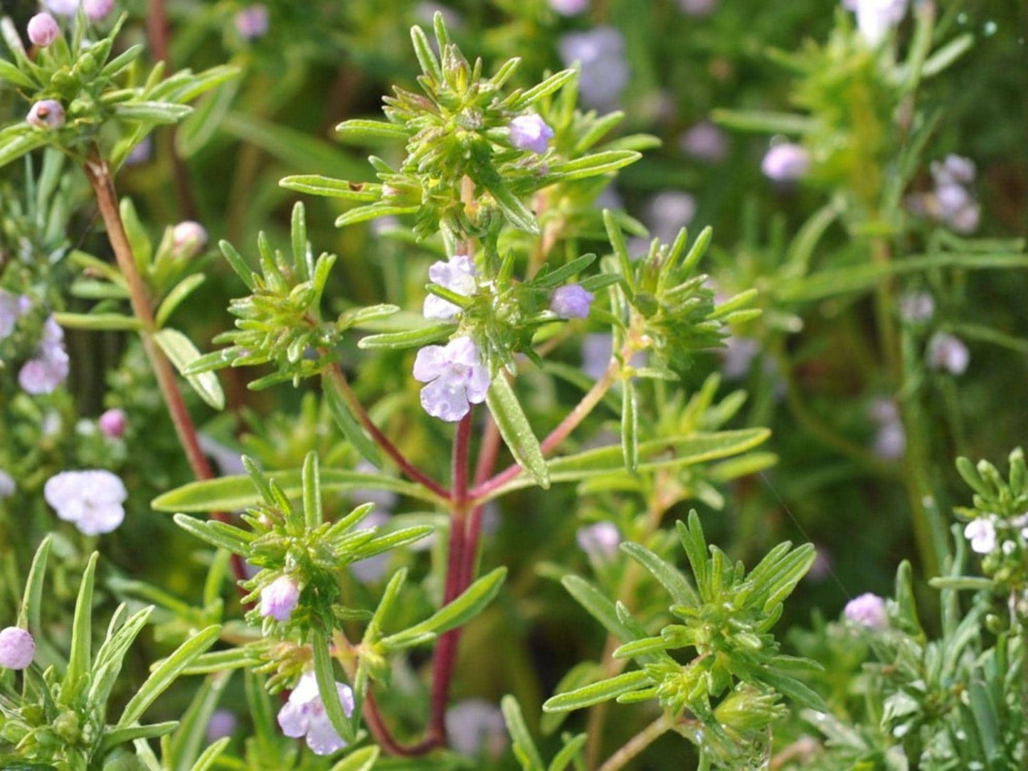 Summer Savory Seeds – 500 Pack, Satureja hortensis Culinary Herb for Garden, Container & Bed Planting