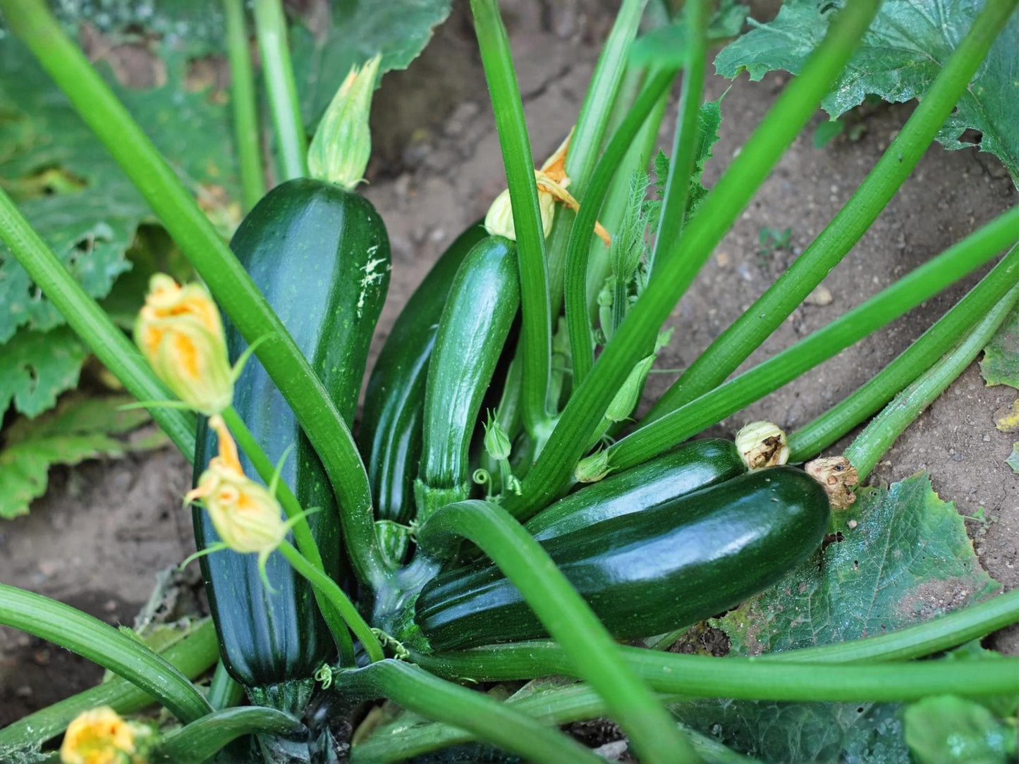 Dark Green Zucchini Seeds – Heirloom Non-GMO Summer Squash Vegetable, 10 Seeds for Home Gardens & Containers