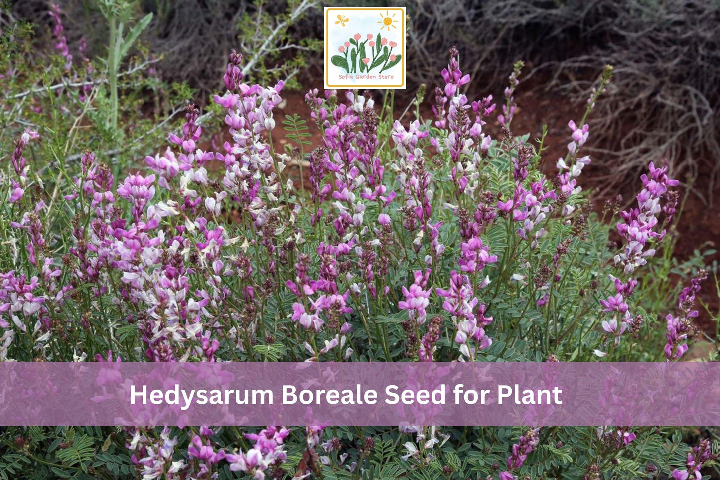 25 Hedysarum boreale Seeds | Utah Sweetvetch Native Wildflower with Pink Purple Flowers for Garden, Prairie & Restoration