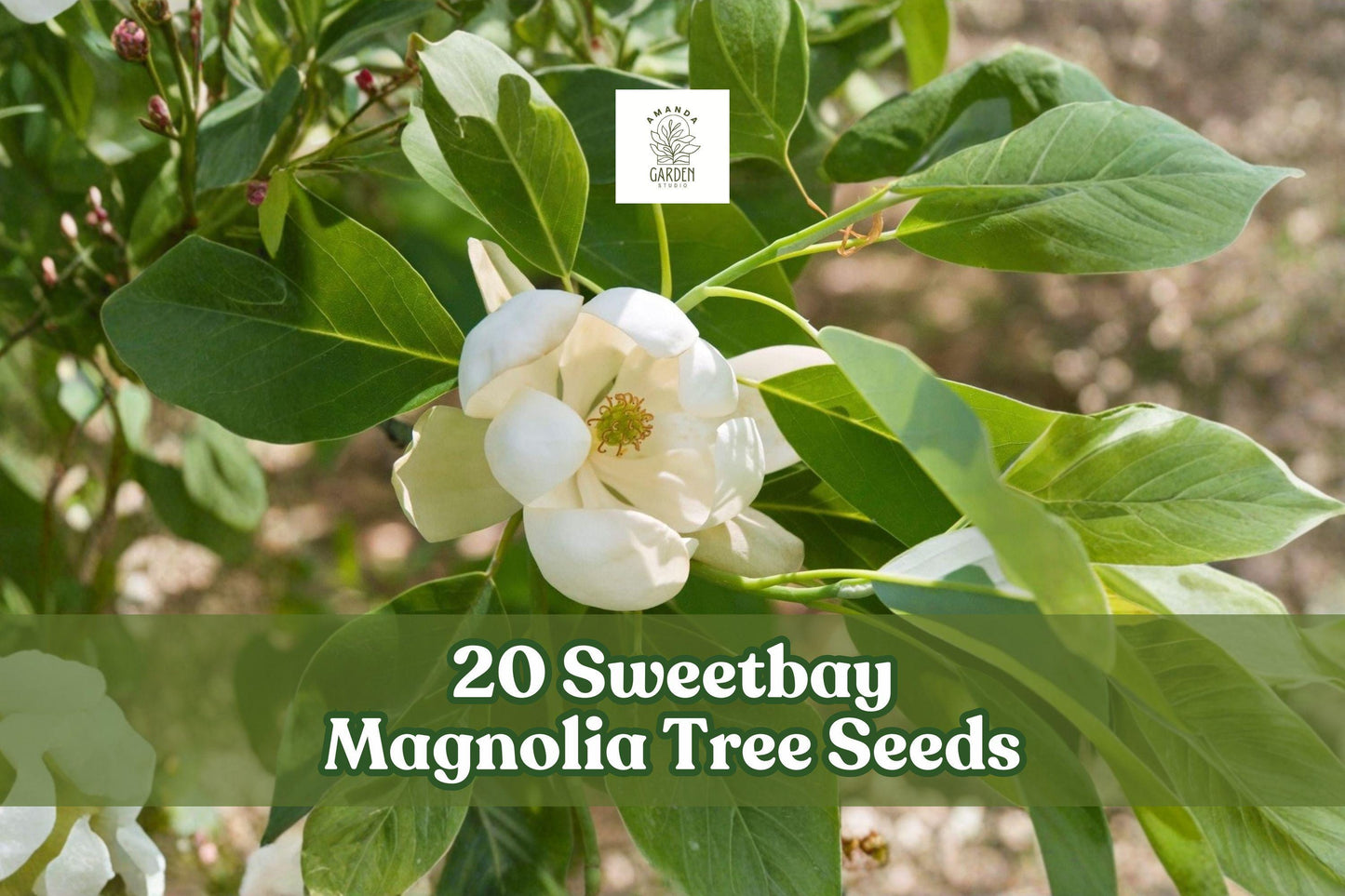 20 Sweetbay Magnolia Tree Seeds Magnolia virginiana Ornamental Garden Landscape Planting