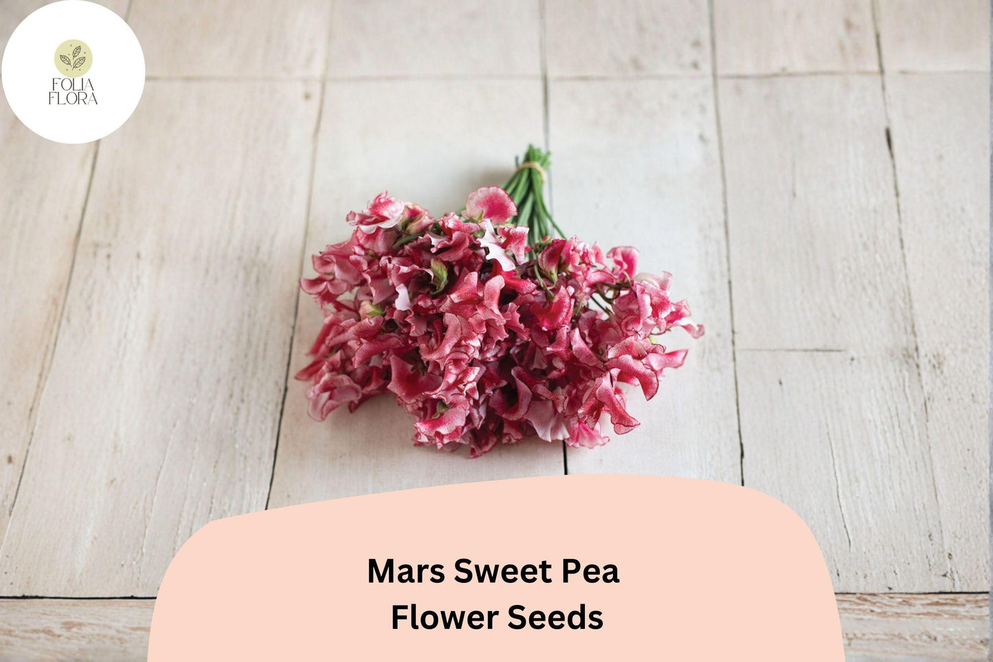 Mars Sweet Pea Seeds | Lathyrus odoratus Deep Red Climbing Flowering Vine for Garden Borders and Trellises (50+ Seeds)