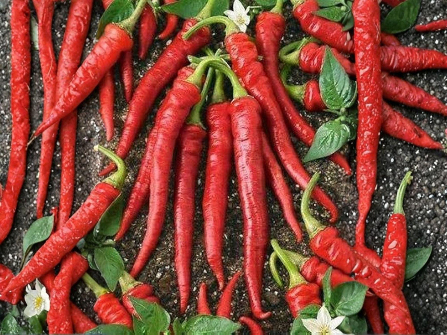 Red Long Cayenne Pepper Seeds – Heirloom Chili, Spicy Garden Vegetable, 25 Seeds