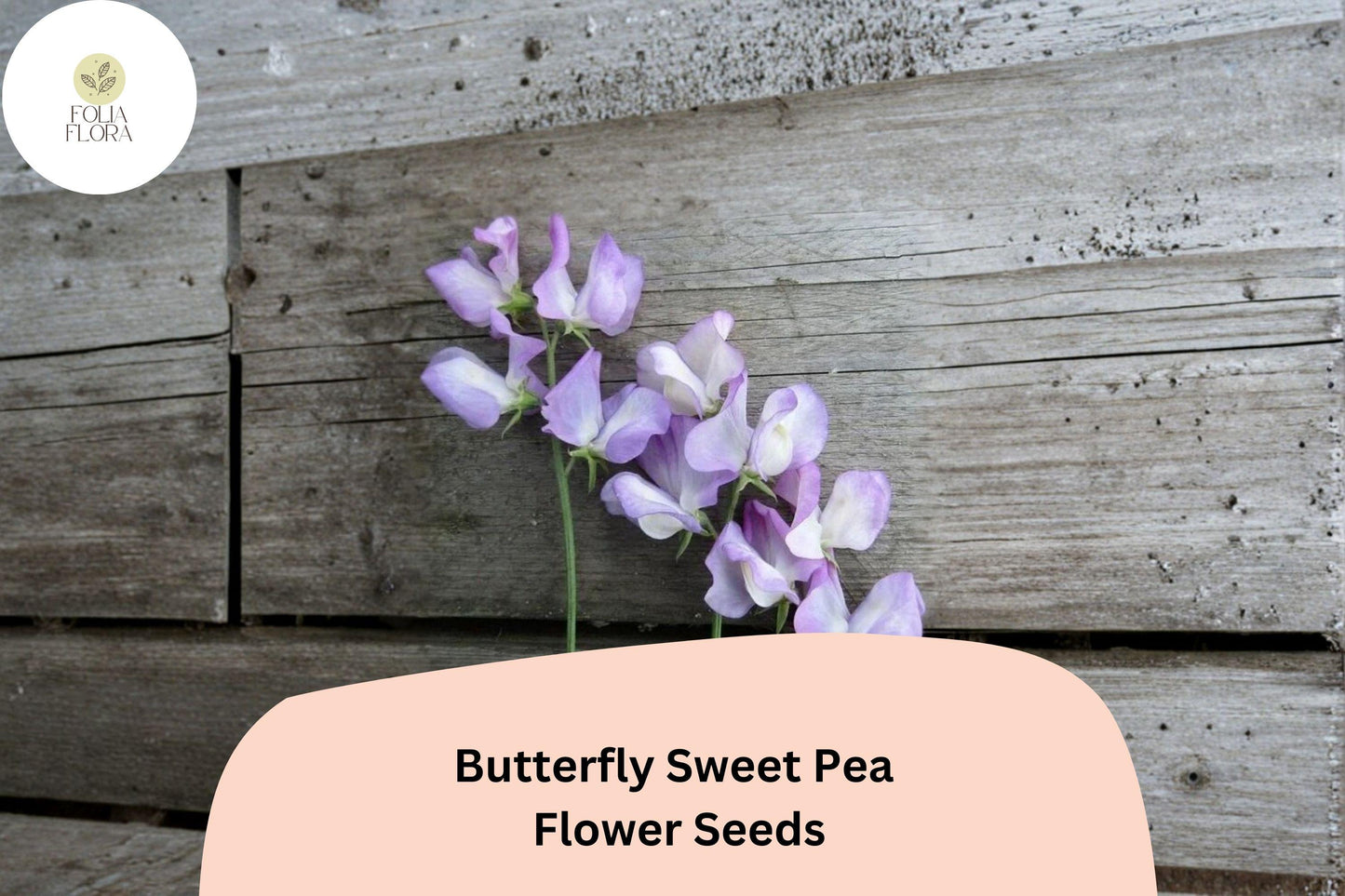 Butterfly Sweet Pea Seeds | Lathyrus odoratus Bicolor Climbing Vine | Garden Planting (50+ Seeds)