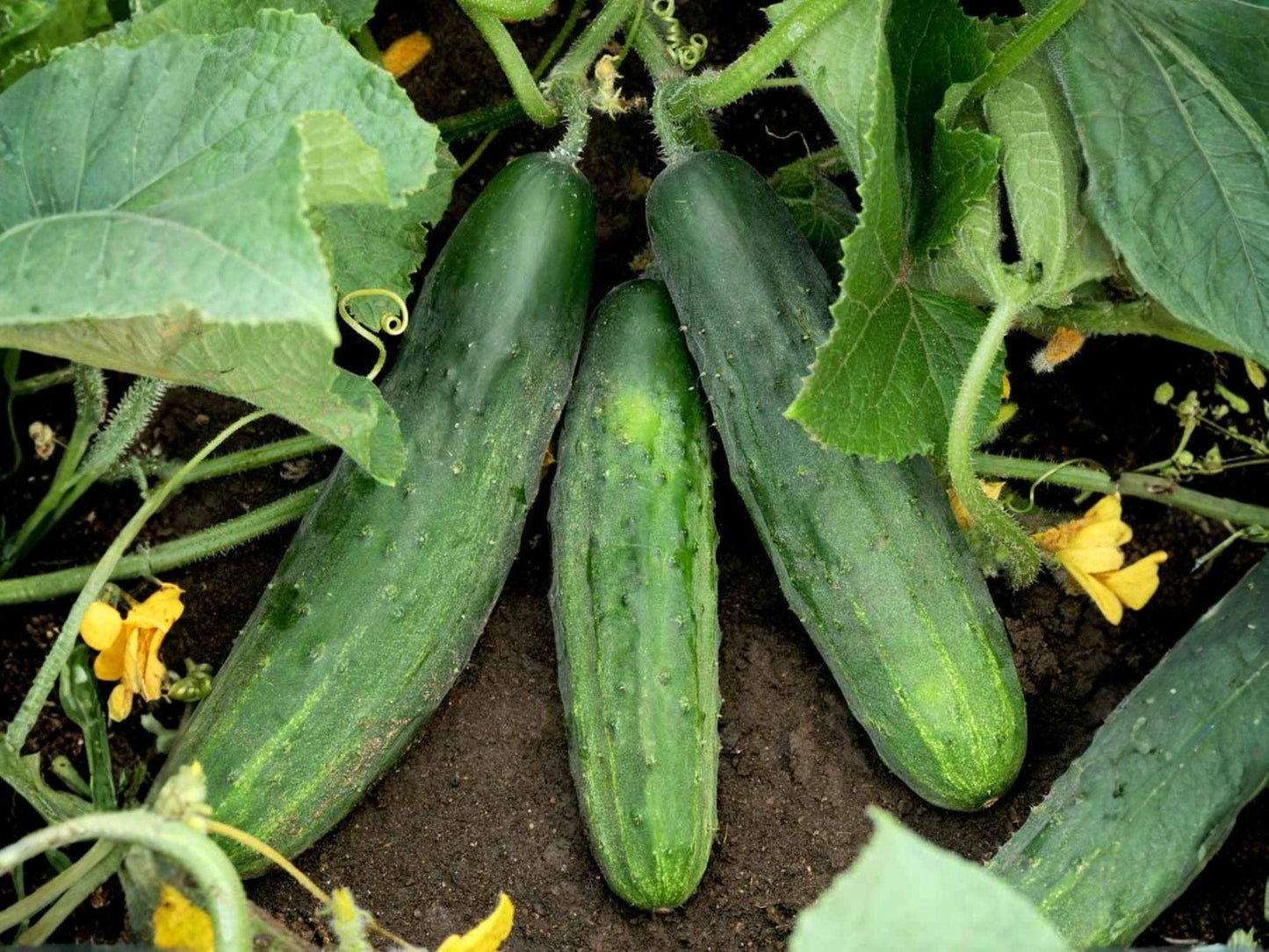 Cucumber Seeds Spacemaster 80, Compact Garden Vegetable, Green, 50 Seeds